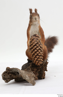 Squirrel  2 pine cone whole body 0001.jpg
